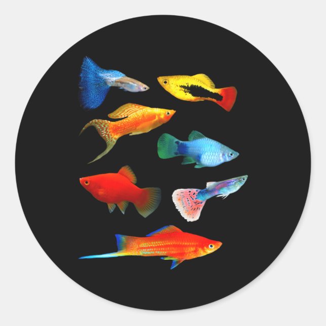 Live Bearers Fish Mollies Swordtails Guppies Platy Classic Round Sticker (Front)