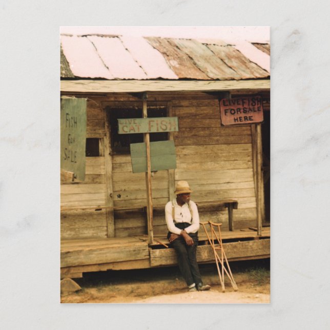 Live Fish For Sale Postcard (Front)