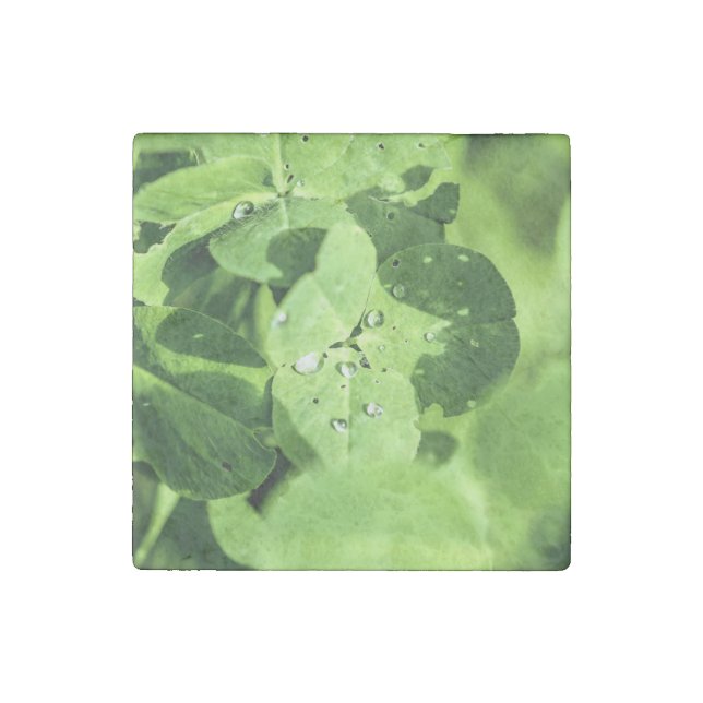 Live In Clover Stone Magnet (Front)