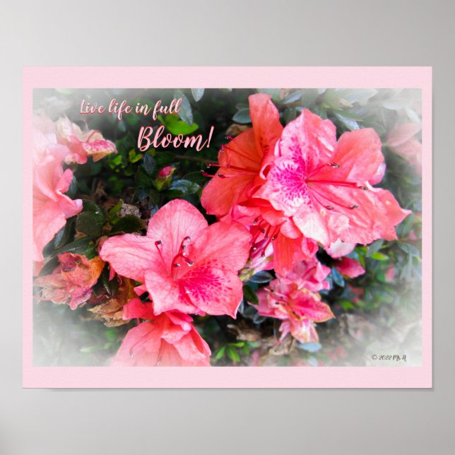 Live Life in Full Bloom Floral Azaleas Poster (Front)