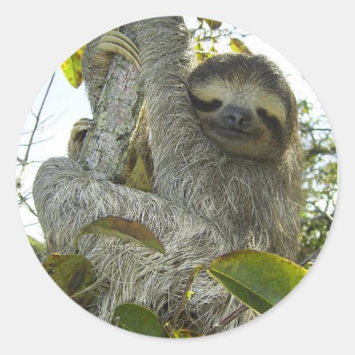 Live Life Like a Sloth Classic Round Sticker