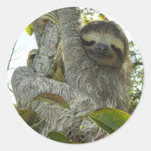 Live Life Like a Sloth Classic Round Sticker