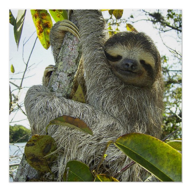 Live Life Like a Sloth Poster (Front)