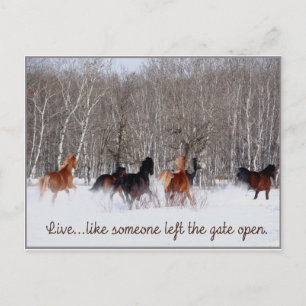 Live Life.....Like someone left the gate open! Postcard