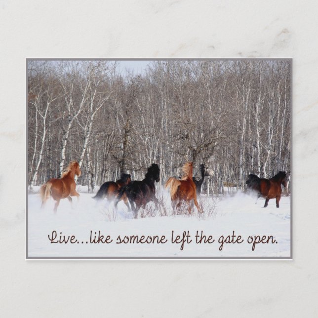 Live Life.....Like someone left the gate open! Postcard (Front)