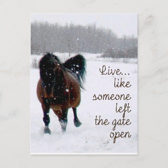 Live Life.....Like someone left the gate open! Postcard (Front)