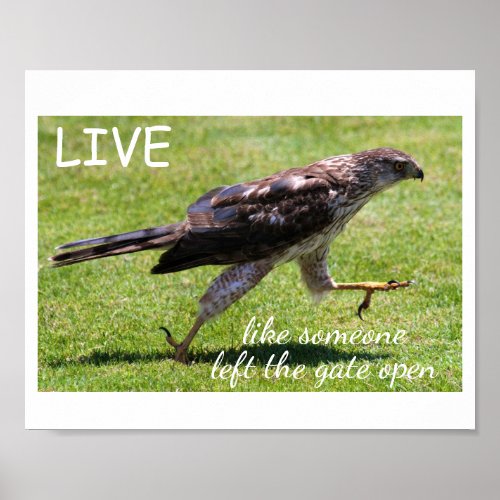 Live Like Someone Left the Gate Open Falcon Poster