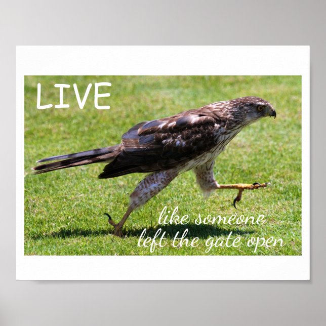 "Live Like Someone Left the Gate Open" Falcon Poster (Front)