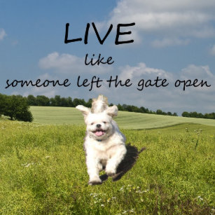 someone left the gate