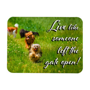 Live Like Someone Left the Gate Open! Magnet