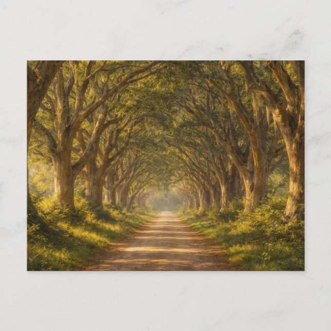 Live Oak Path | Landscape | Postcard (Front)