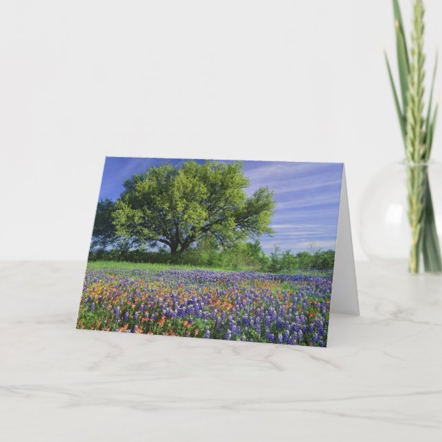 Live Oak & Texas Paintbrush, and Texas Card (Front)