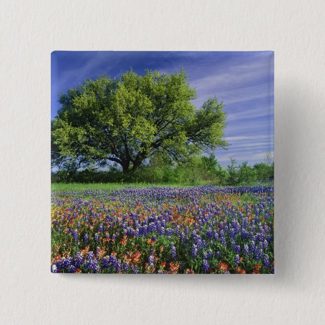Live Oak & Texas Paintbrush, and Texas Pinback Button (Front)