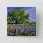 Live Oak &amp; Texas Paintbrush, And Texas Pinback Button at Zazzle