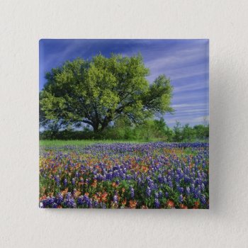 Live Oak & Texas Paintbrush  And Texas Pinback Button by OneWithNature at Zazzle