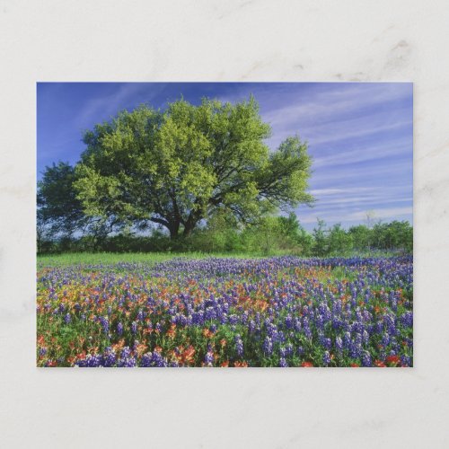 Live Oak  Texas Paintbrush and Texas Postcard
