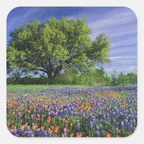 Live Oak  Texas Paintbrush and Texas Square Sticker