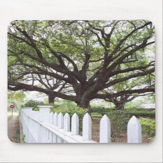 Live Oak Tree, Natchez, MS  Mouse Pad