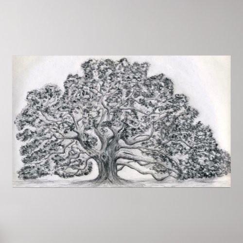 LIVE OAK TREE SKETCH POSTER