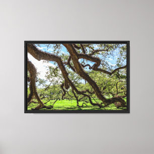 Live Oak Trees of Louisiana Canvas Print