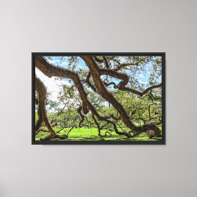 Live Oak Trees of Louisiana Canvas Print (Front)
