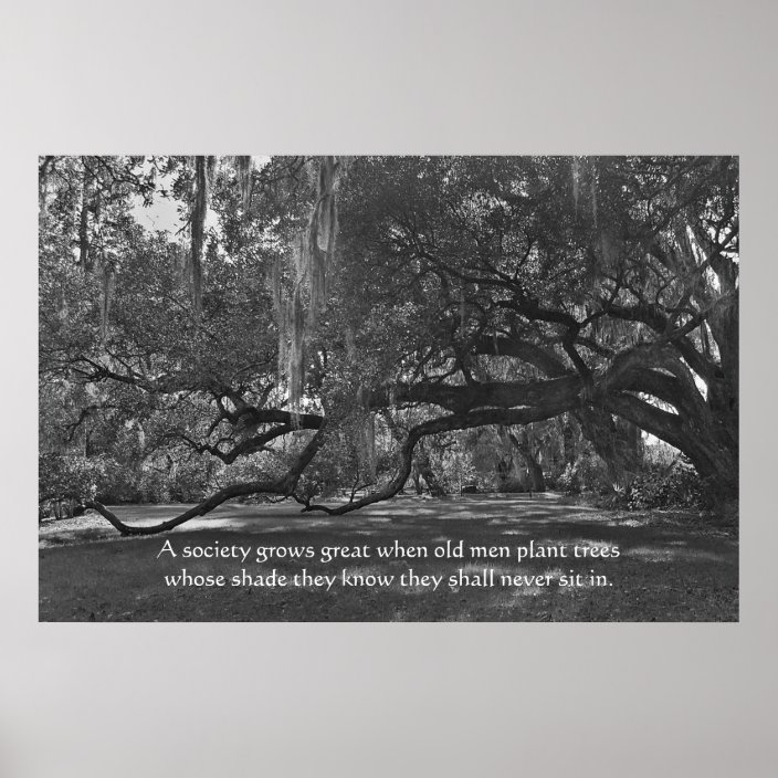 Live Oak Trees Proverb Poster Print Zazzle