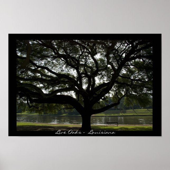 Live Oaks - Louisiana Poster (Front)