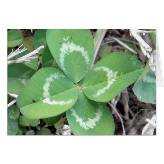 Live Real 4 Leaf Clover Photo Cards (Front Horizontal)