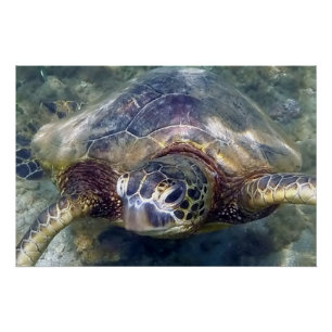 Live Sea Turtle Poster