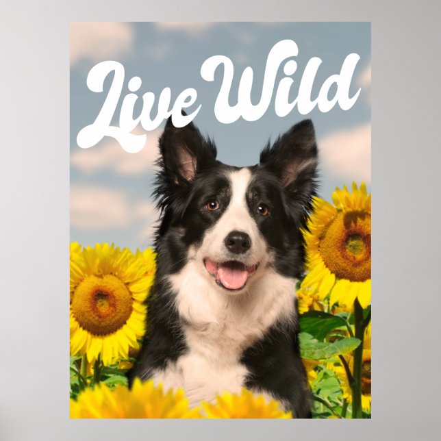 Live Wild Border Collie in Sunflowers Poster (Front)
