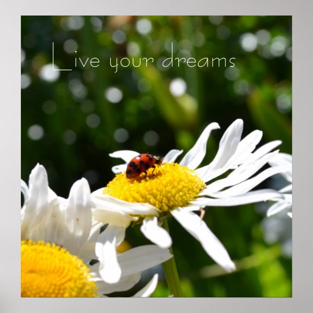 Live your Dreams Ladybug and Daisy Poster (Front)