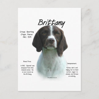 Liver Brittany Spaniel History Postcard