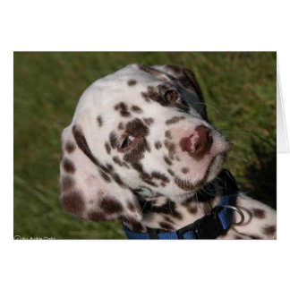 Liver Dalmatian Puppy Cards