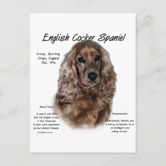 Liver English Cocker Spaniel History Postcard