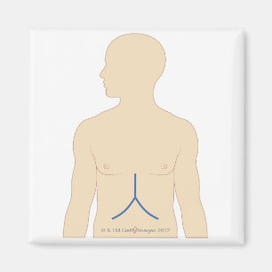 Liver Transplant Magnet