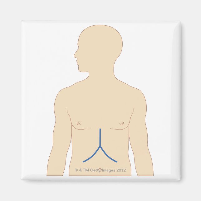 Liver Transplant Magnet (Front)