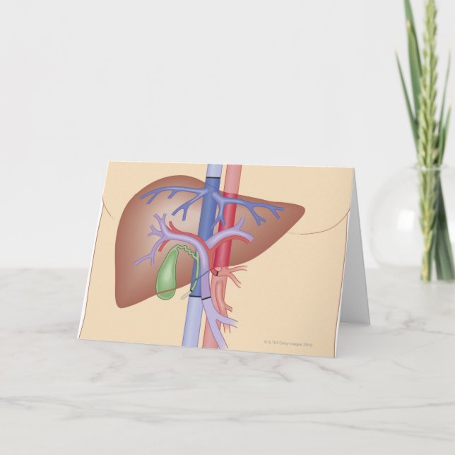 Liver Transplant Procedure Card (Front)