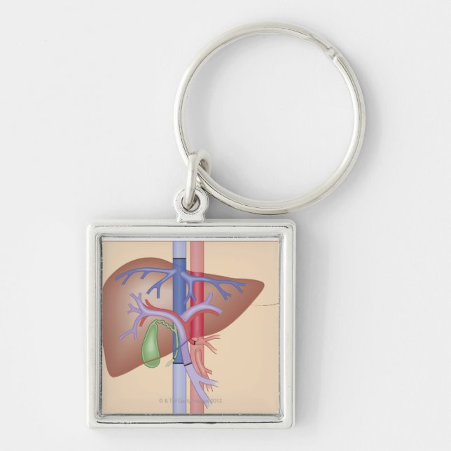Liver Transplant Procedure Keychain (Front)