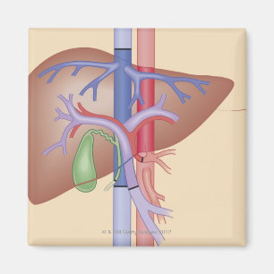 Liver Transplant Procedure Magnet