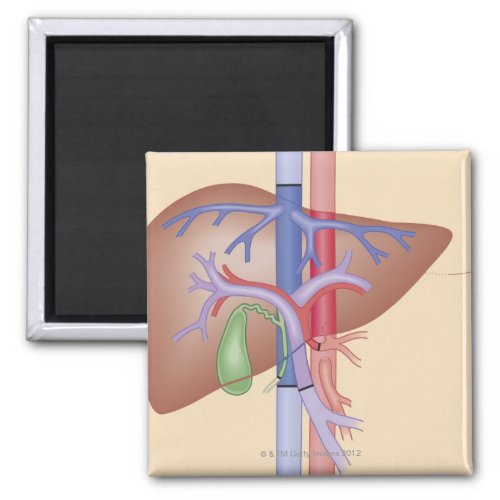 Liver Transplant Procedure Magnet