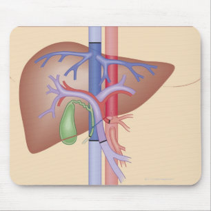 Liver Transplant Procedure Mouse Pad