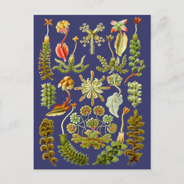 Liverworts Postcard (Front)