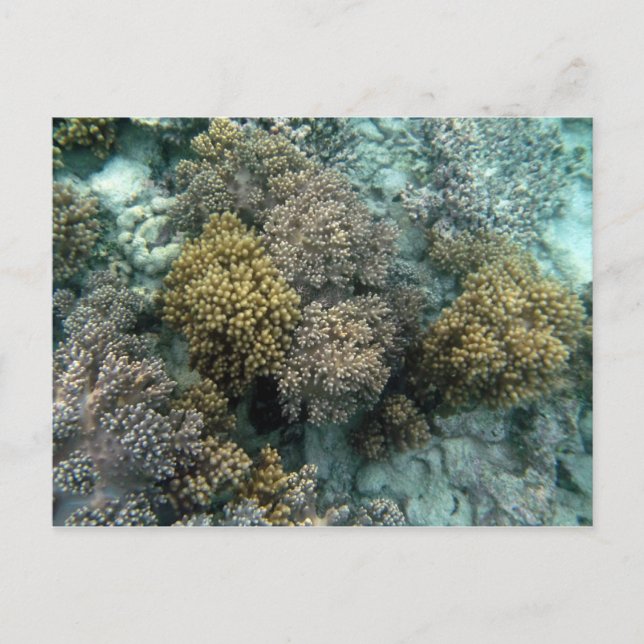 Living Coral Postcard (Front)