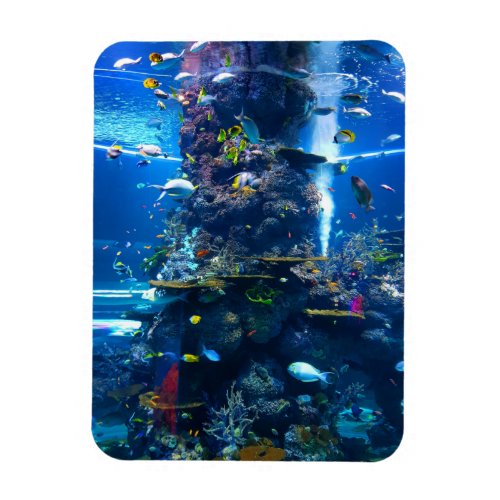 Living Coral Reef with Fish Magnet