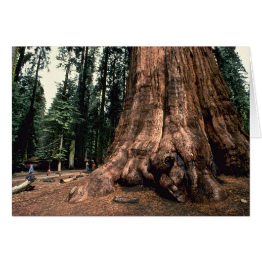 Living Mountain (Front Horizontal)