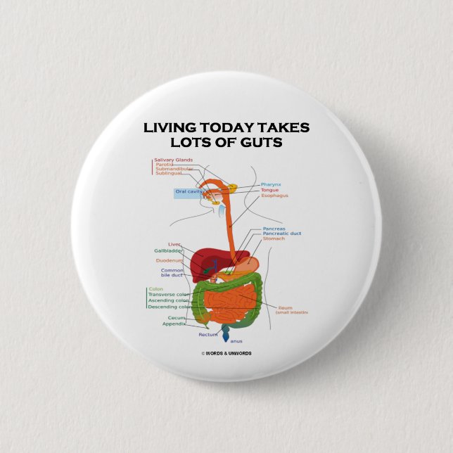 Living Today Takes Lots Of Guts (Digestive System) Button (Front)