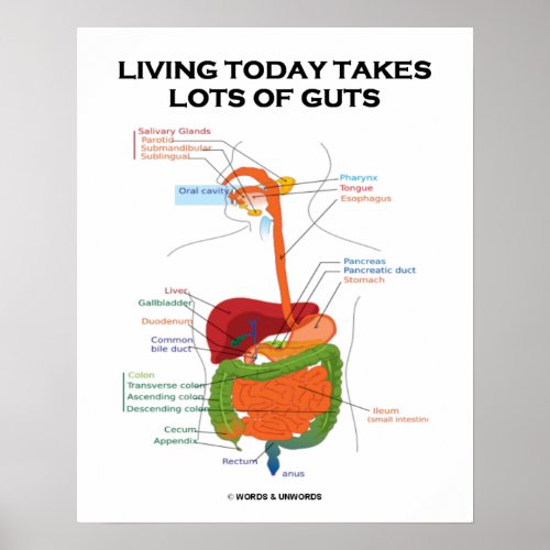Living Today Takes Lots Of Guts Digestive System Poster