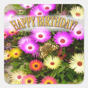 Livingstone Daisy Birthday Square Sticker