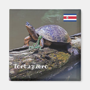 Lizard and River Turtle at Tortuguero - Costa Rica Magnet