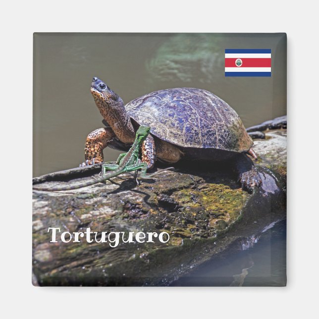 Lizard and River Turtle at Tortuguero - Costa Rica Magnet (Front)